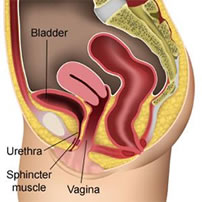 Normal Female Anatomy